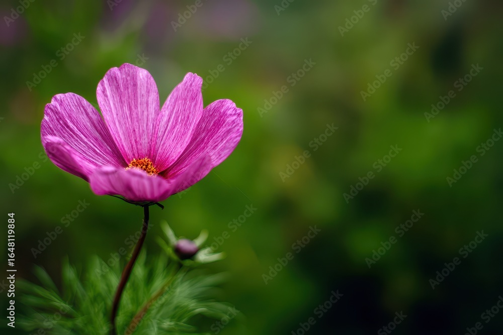 blurry green backdrop with pink bloom blurry green backdrop with pink bloom