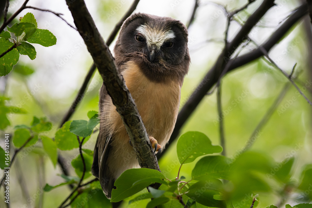 Fototapeta premium Saw whet owl young in Alberta, Canada