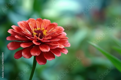 red zinnia in the garden