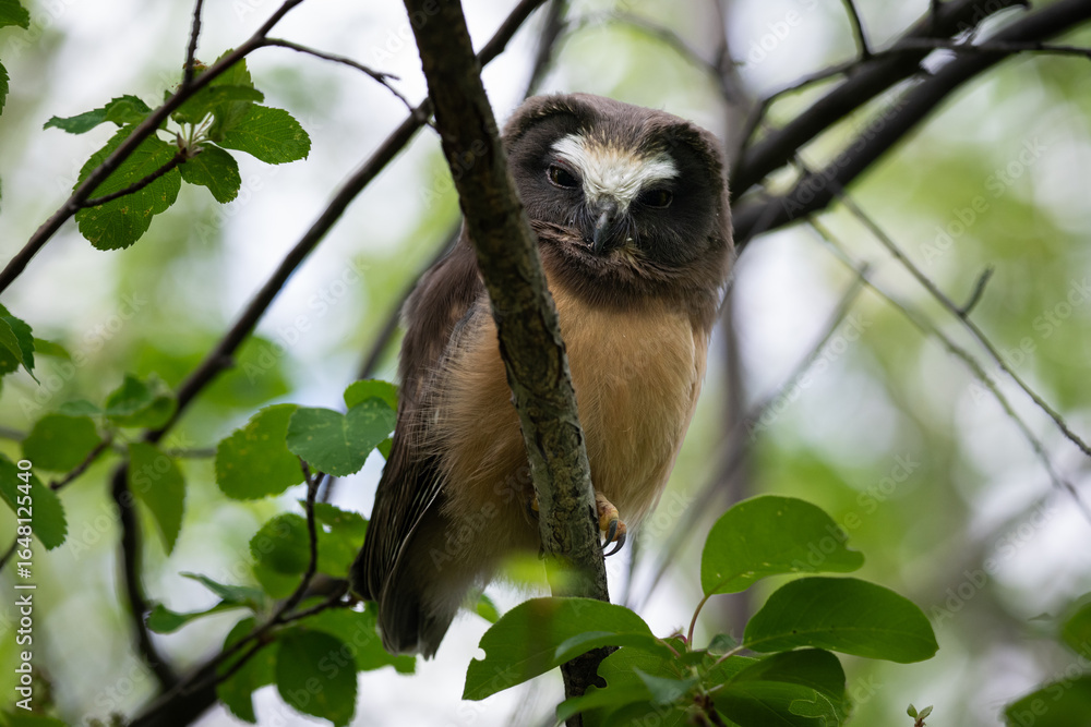 Fototapeta premium Saw whet owl young in the Canadian wilderness