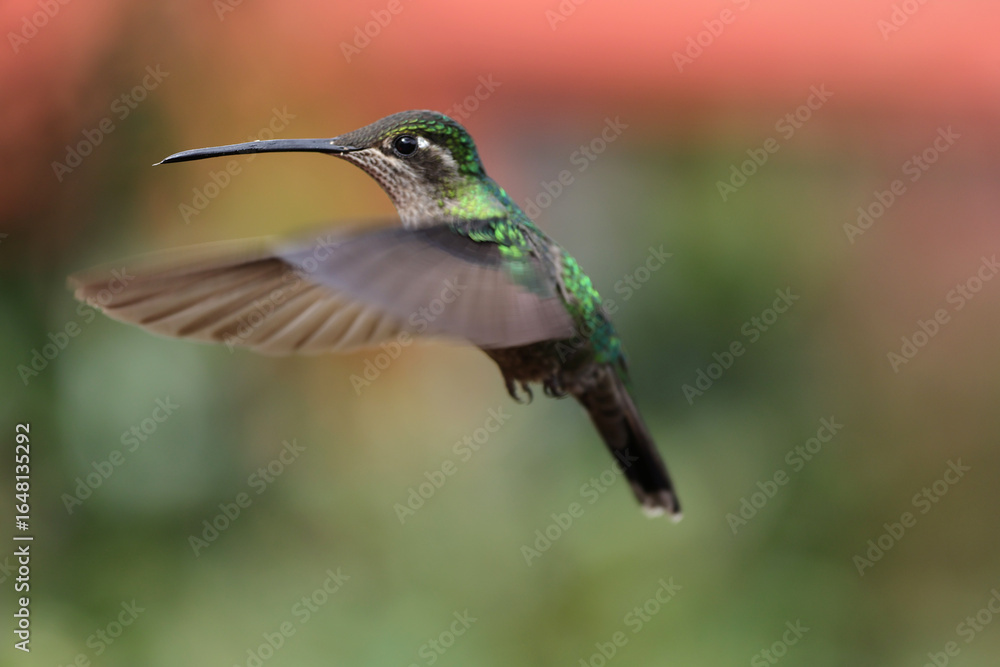 Fototapeta premium Rivoli's Hummingbird in Costa Rica