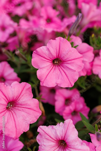 Vertical Close-Up of Blooming Pink Petunia in Garden