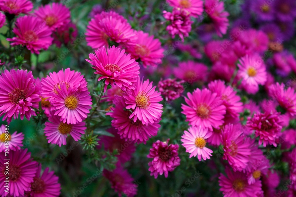 Field of Vibrant Pink and Purple Aster Flowers Field of Vibrant Pink and Purple Aster Flowers