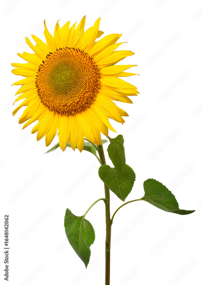 Obraz premium Sunflower isolated on white background. Sun symbol. Flowers yellow, agriculture. Seeds and oil. Flat lay, top view. Bio. Eco. Creative