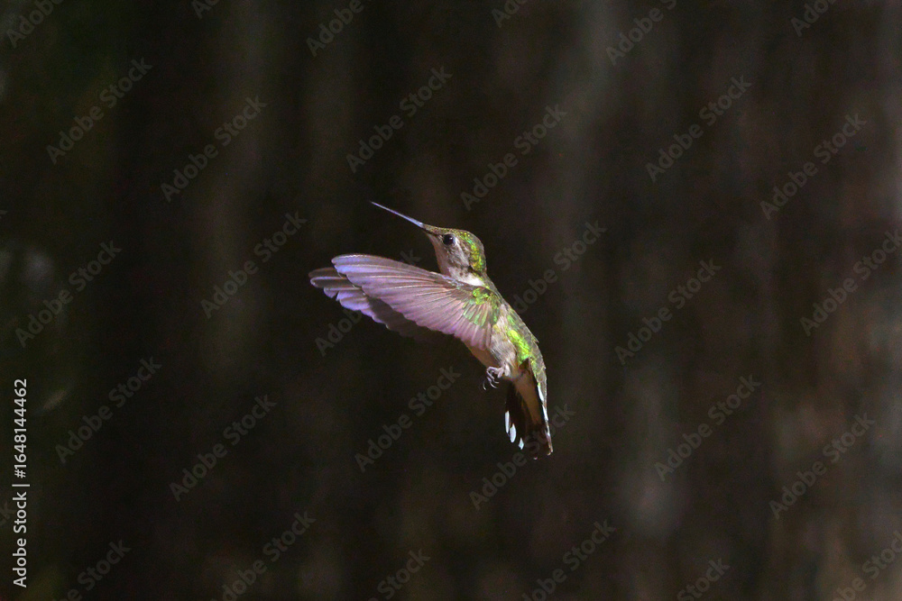 Fototapeta premium Ruby throated hummingbird in flight hovering ballet. 