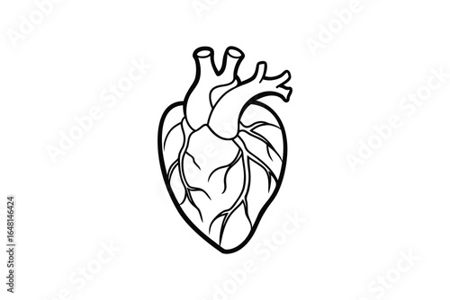 A detailed illustration of a human heart with veins and arteries silhouette