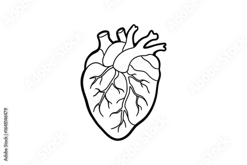A detailed illustration of a human heart with veins and arteries silhouette