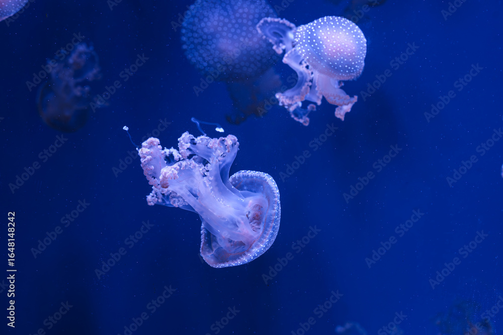 Fototapeta premium Group of Phyllorhiza punctata or Australian spotted jellyfish drifting gracefully in deep blue water of aquarium. Animal, aquatic organism, underwater life, biodiversity