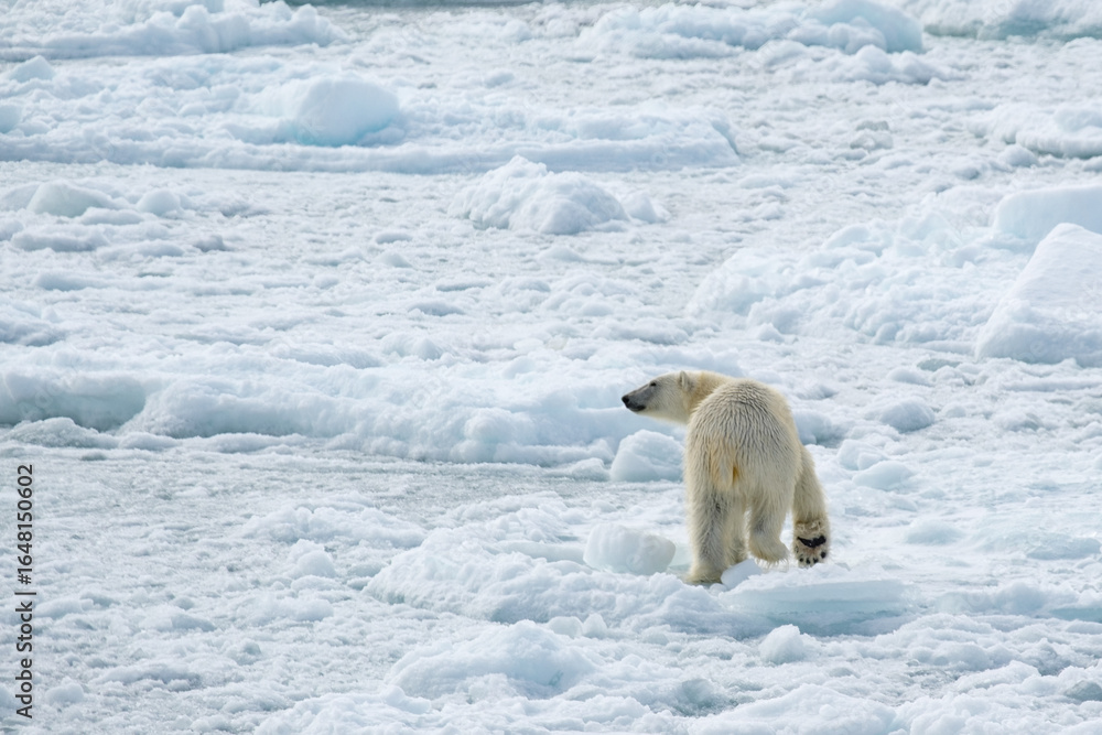 polar bear on ice polar bear on ice