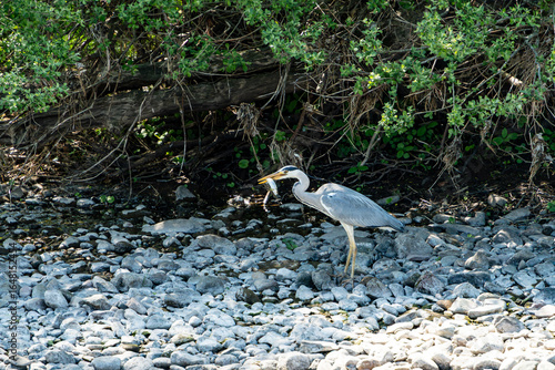 A Grey Heron fishing on the banks of the river Eamont