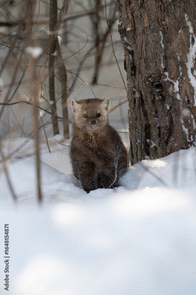 Obraz premium American marten in Ontario, Canada in the winter