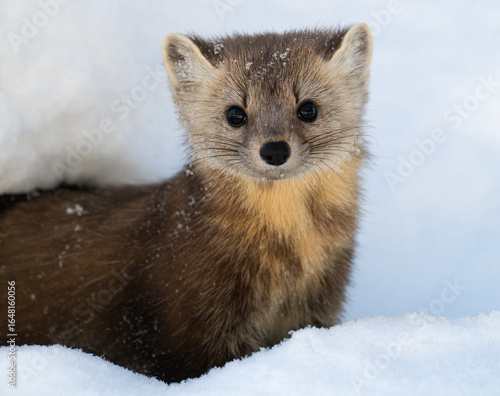 American marten in Ontario, Canada in the winter