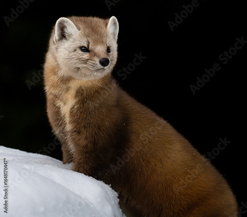 Marten in the Canadian wilderness in the winter