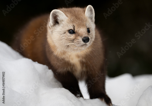 Marten in the Canadian wilderness in the winter