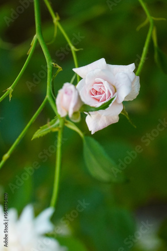 pink rose with water drops