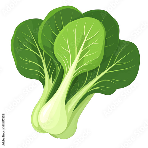 Fresh Bok Choy Vegetable Illustration with Green Leaves and White Stems