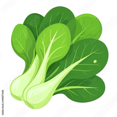 Fresh Bok Choy Vegetable with Green Leaves and White Stems Illustration