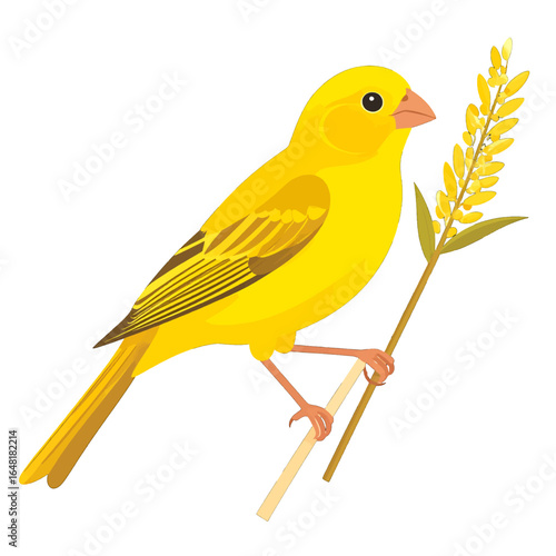 Bright Yellow Canary Bird Perched on Wheat Stalk