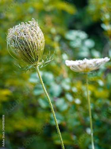 poppy seed head