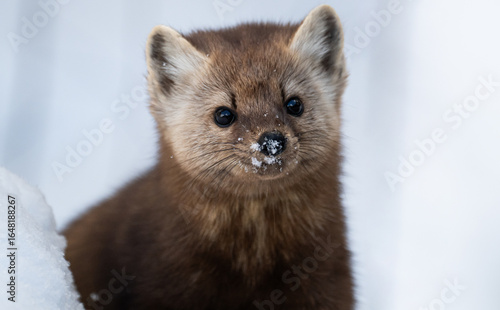 American marten in the winter