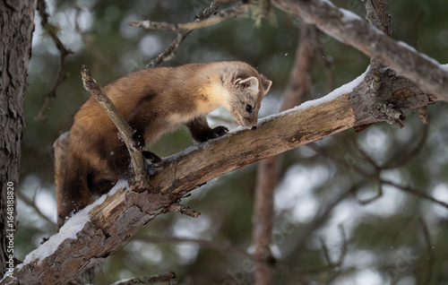 American marten in the winter