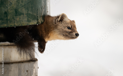 American marten in the winter