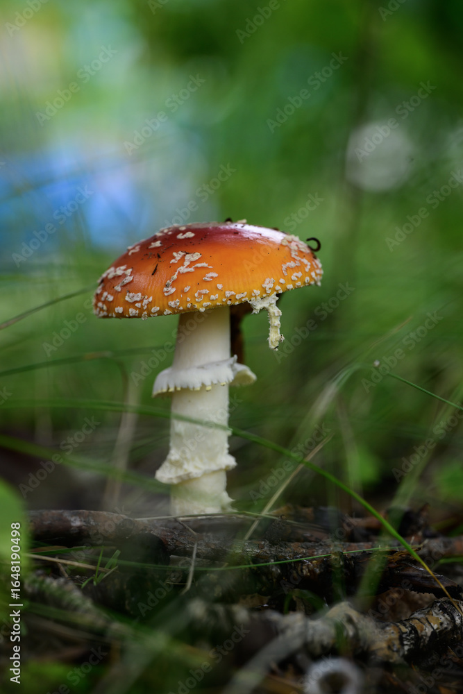 Fototapeta premium Amanita muscaria - fly agaric in the forest