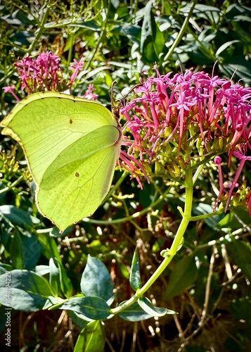 butterfly on a flower