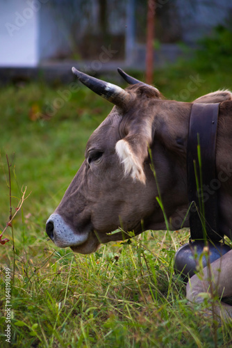 close up of cow sitting in field, vertical