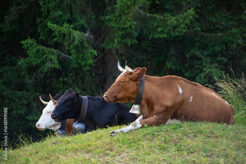 three cows sitting in a row in a field