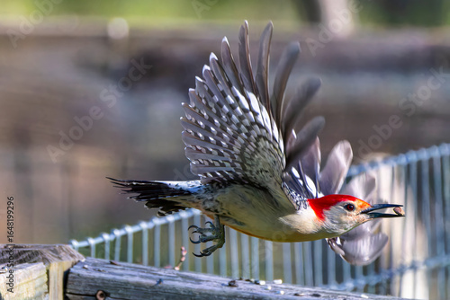 The red-belied woodpecker (Melanerpes Carolinas) in flight