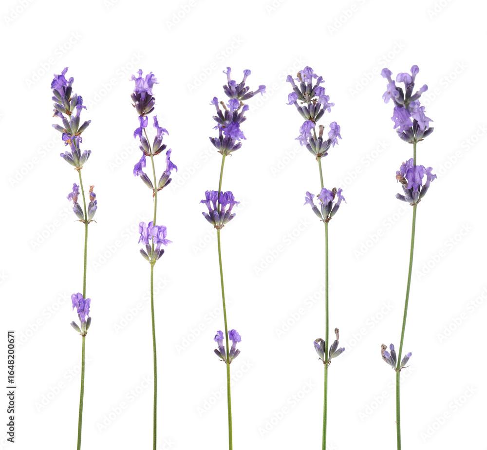 Obraz premium Fragrant lavender flowers isolated on white, set