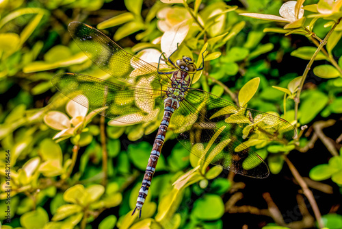 Hawker Dragonfly settled on green leaves