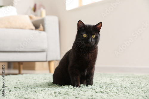 Cute black cat sitting on c...
