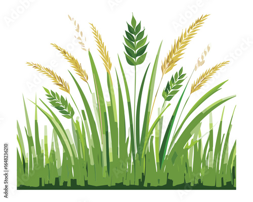 A Collection of Various Wild Grasses and Grain Plants Vector Illustration