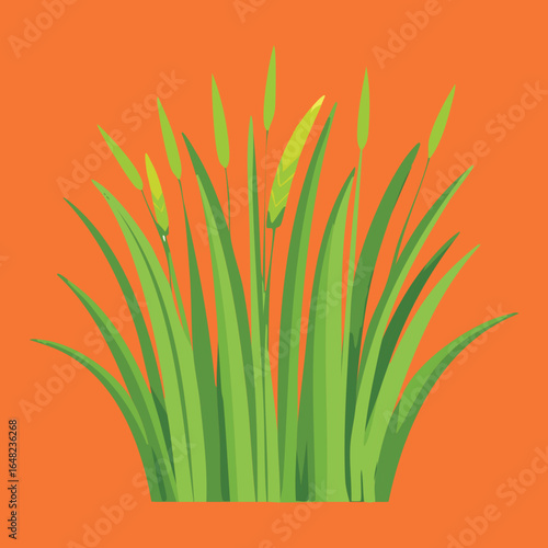 Lush Green Grass or Wheat Spikes on a Solid Orange Background Vector