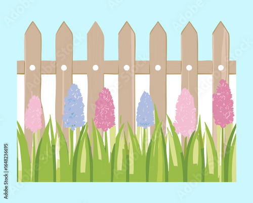 Wooden Picket Fence with Hyacinth Flowers and a Blue Sky