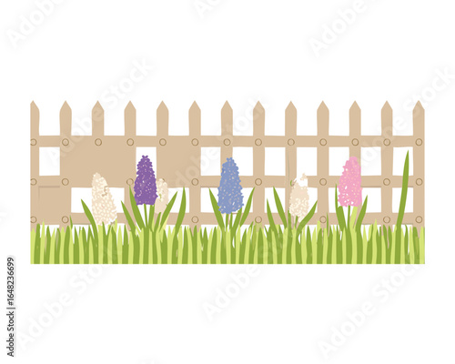 Colorful Flowerbed with Hyacinths and Tulips Growing Behind a Picket Fence
