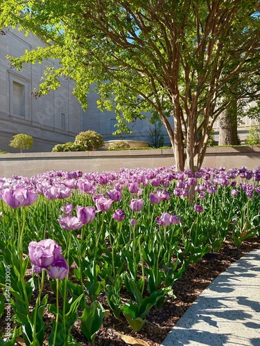 Purple Tulips Blooming in a Landscaped Garden