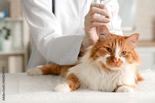 Veterinarian applying spot-on parasite treatment to cat's neck in vet clinic