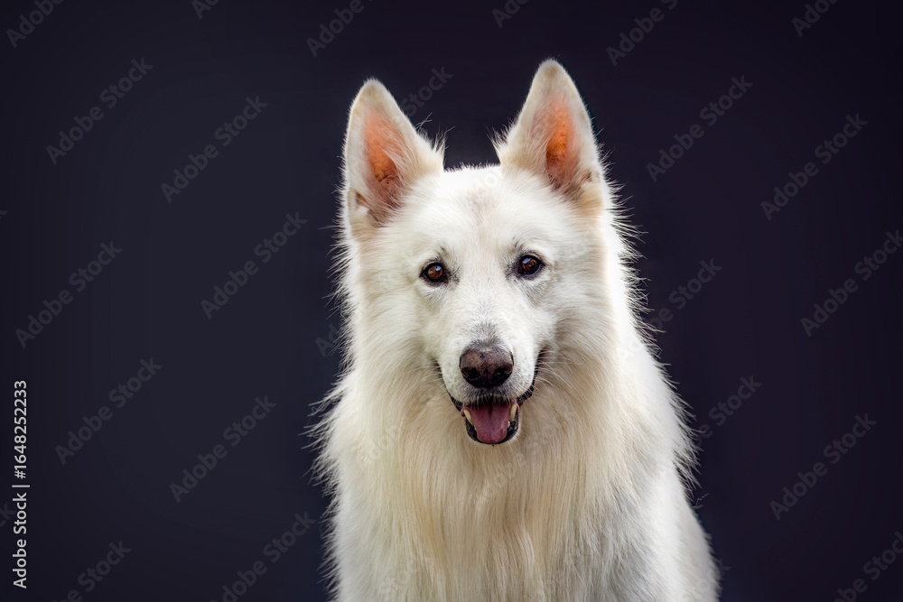 Fototapeta premium Elegant White Swiss Shepherd Dog Studio Portrait