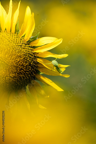 Wallpaper Mural ひまわり Torontodigital.ca