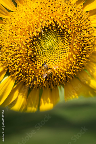 Wallpaper Mural ひまわり Torontodigital.ca