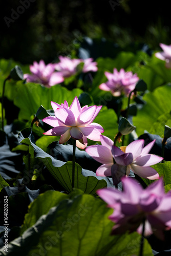 Wallpaper Mural 睡蓮 Torontodigital.ca