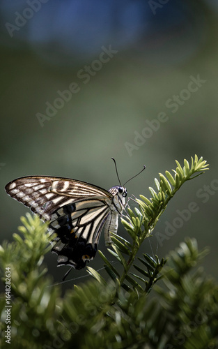 Wallpaper Mural 蝶 Torontodigital.ca