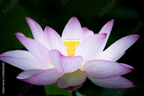 Wallpaper Mural 睡蓮 Torontodigital.ca