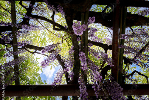 Wallpaper Mural 藤の花 Torontodigital.ca