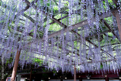 Wallpaper Mural 藤の花 Torontodigital.ca