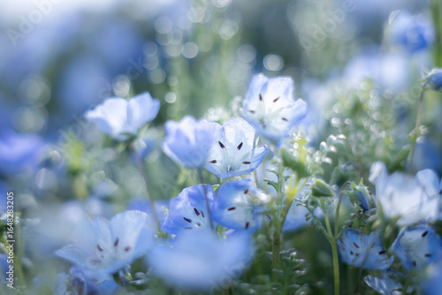 Wallpaper Mural ネモフィラ Torontodigital.ca