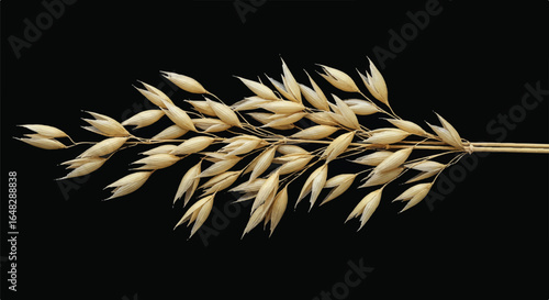 Oat stalk against black backdrop